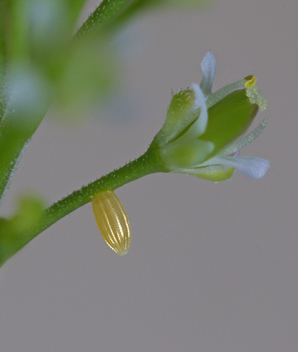 Checkered White egg